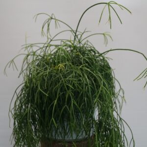 Rhypsalis