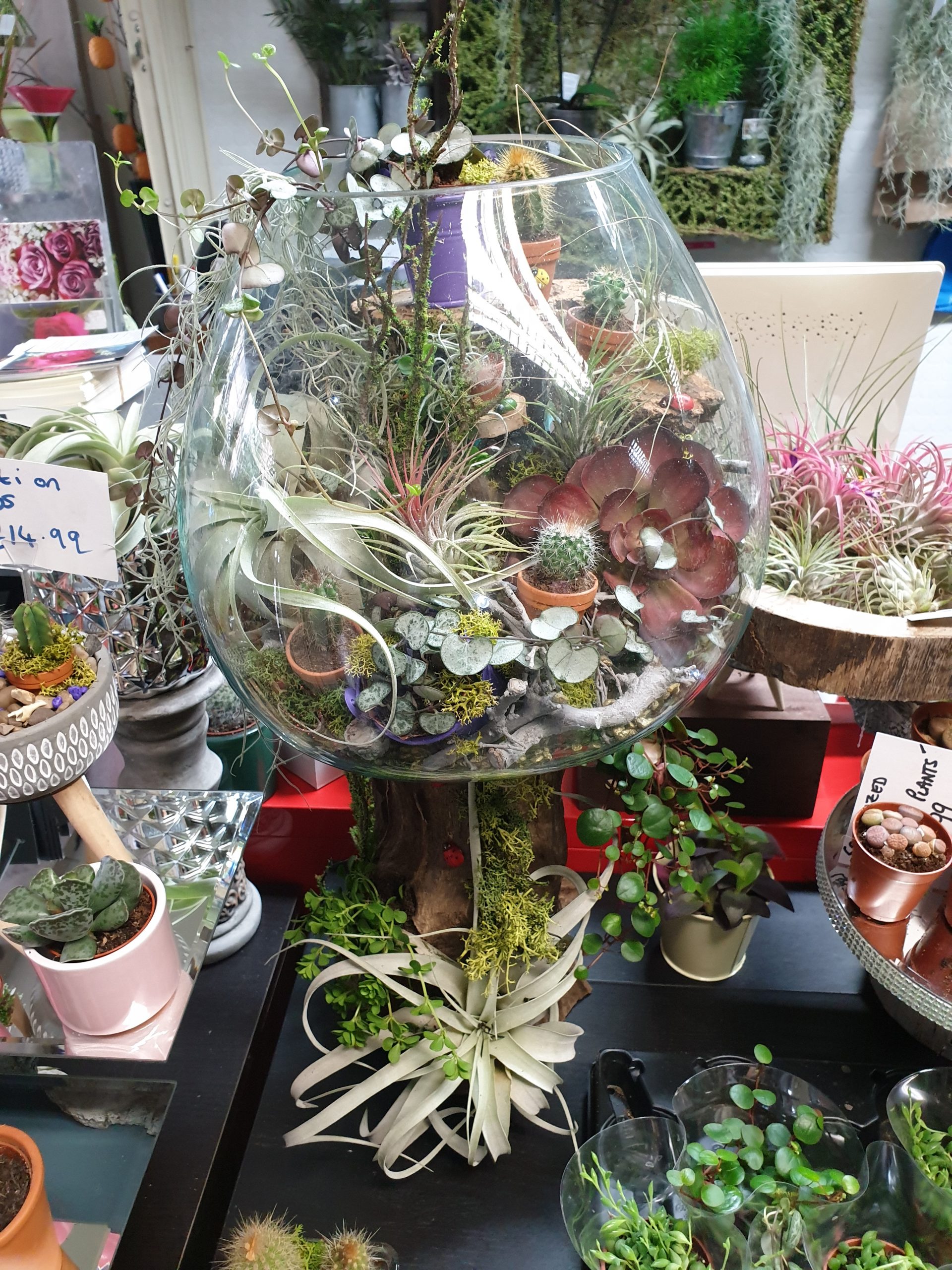 Indoor Plants</br>Varieties From £3-£30 - Image 14