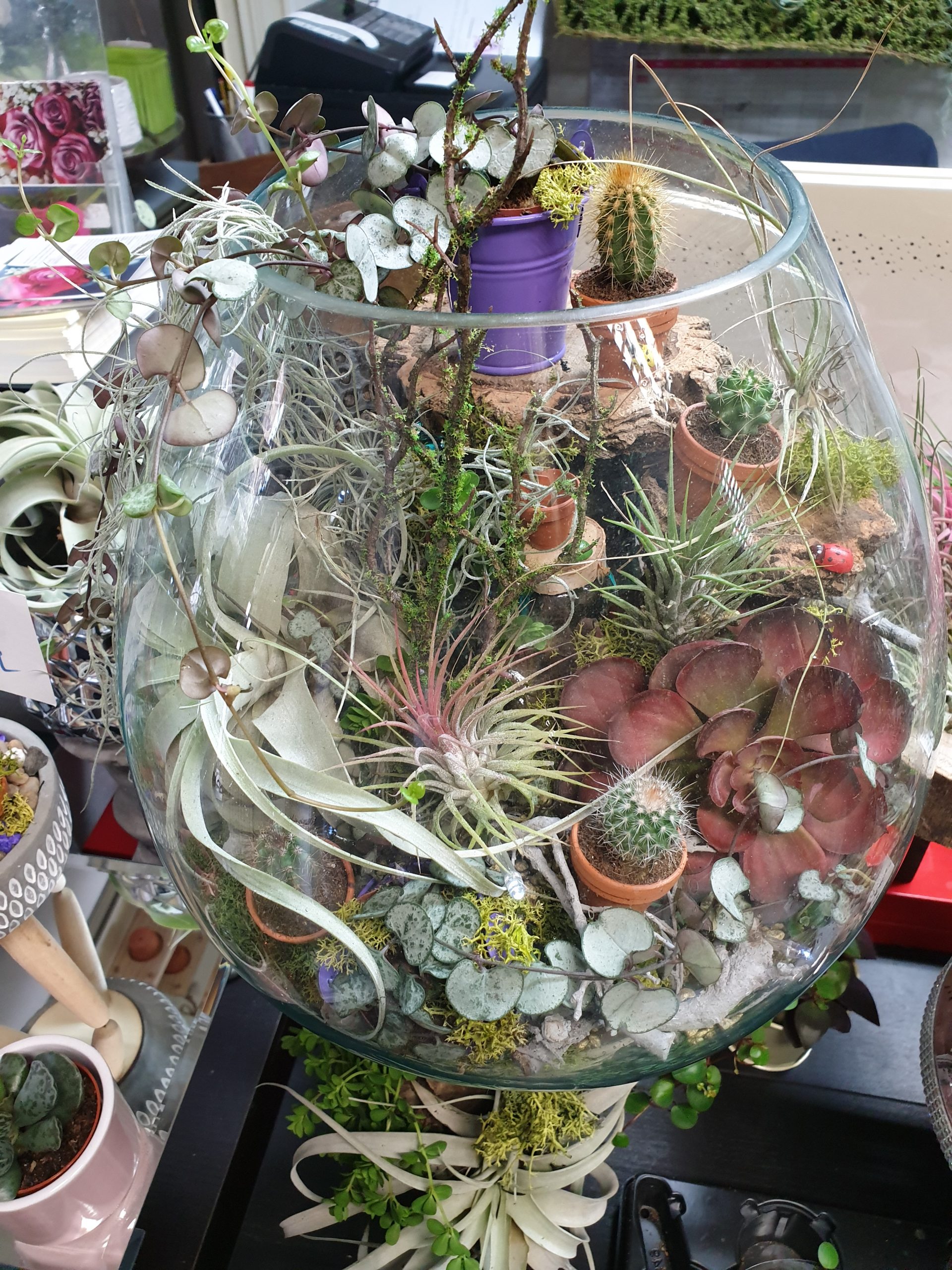 Indoor Plants</br>Varieties From £3-£30 - Image 13