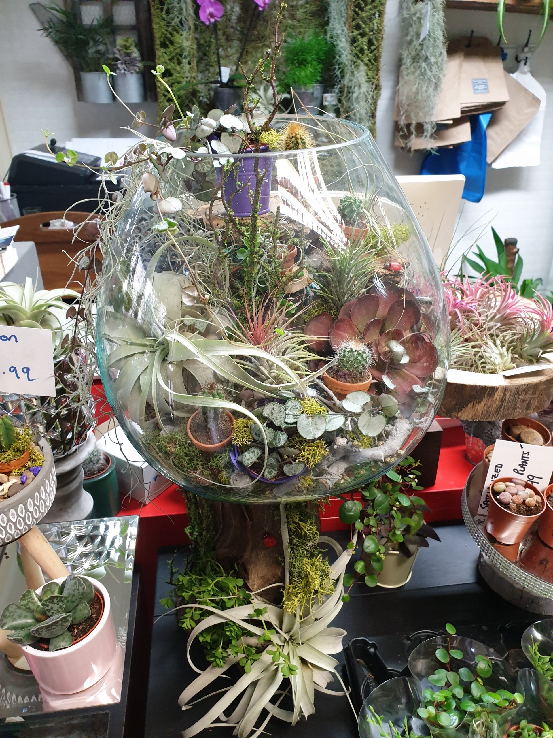 Indoor Plants</br>Varieties From £3-£30 - Image 12