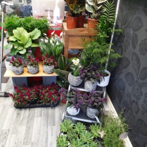 Indoor Plants</br>Varieties From £3-£30