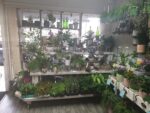 Indoor Plants</br<Various From £3.00-£30.00