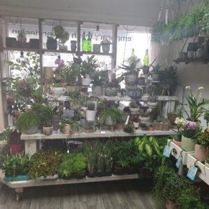 Indoor Plants</br<Various From £3.00-£30.00