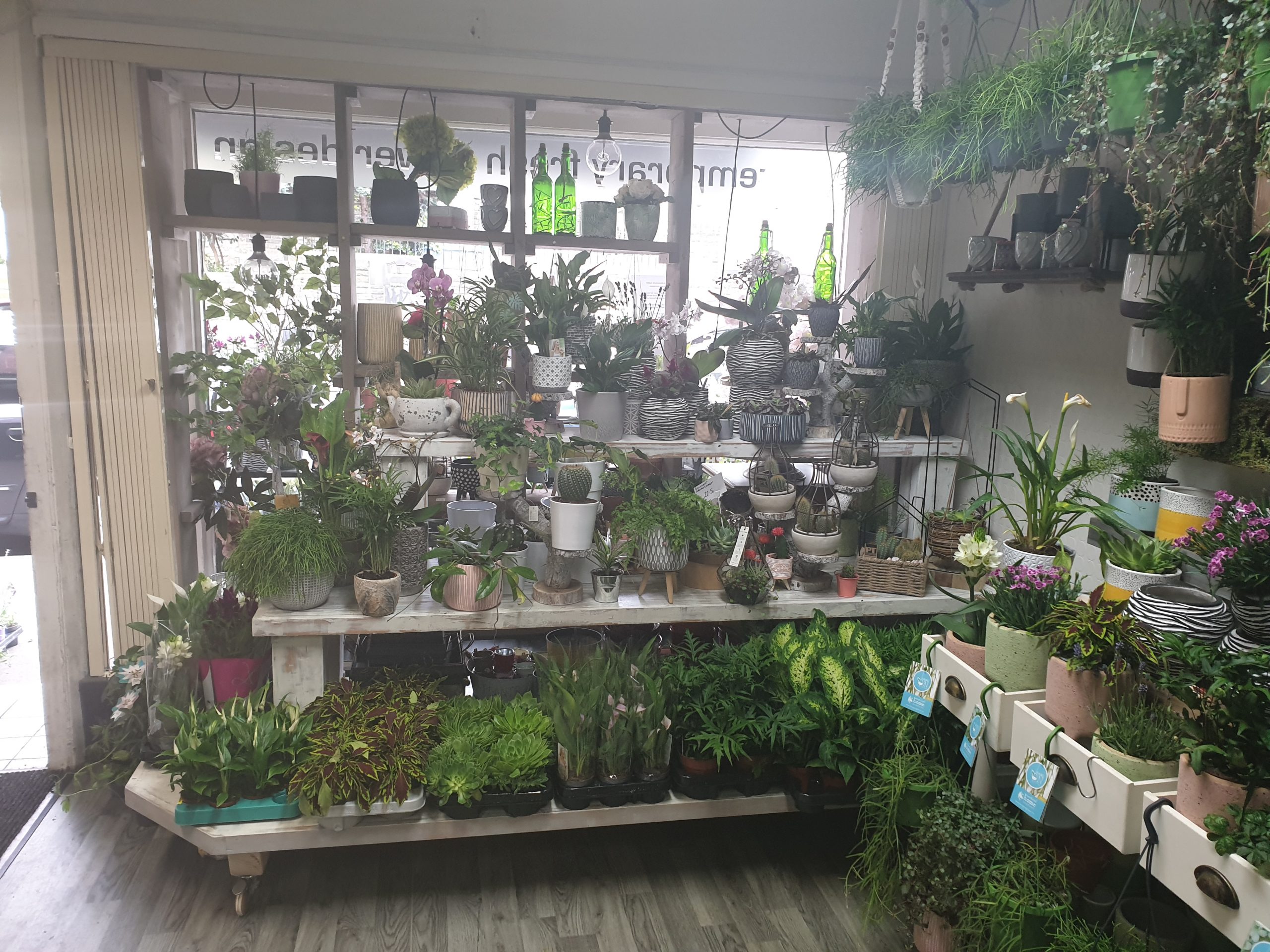 Indoor Plants</br<Various From £3.00-£30.00