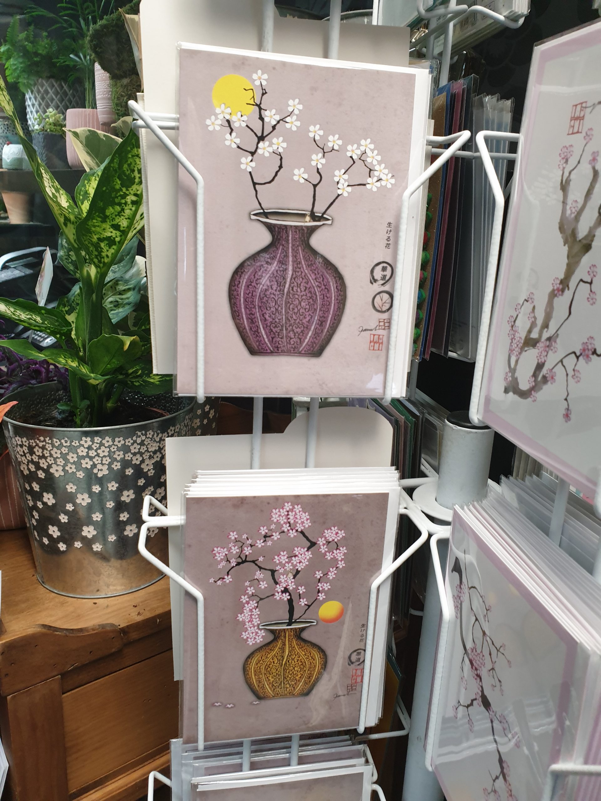 Indoor Plants</br>Varieties From £3-£30 - Image 5