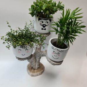 Indoor Face Planters</br> From £7-£10