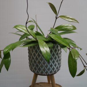 Ceramic Leg Planters</br>From £5-£20
