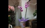 Orchid with Planter