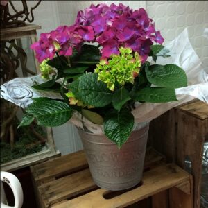 Hydrangea in Planter