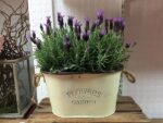 French Lavender