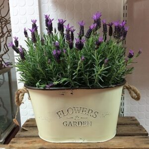 French Lavender