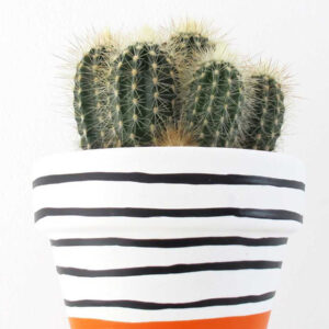 Cacti